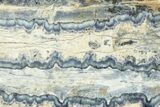 Mammoth Molar Slice With Case - South Carolina #377778-2